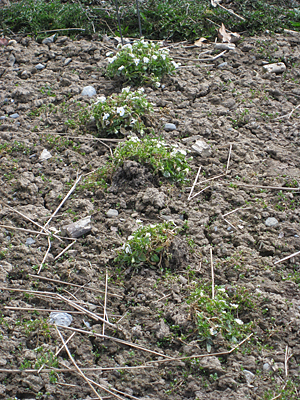 pansy unmulched